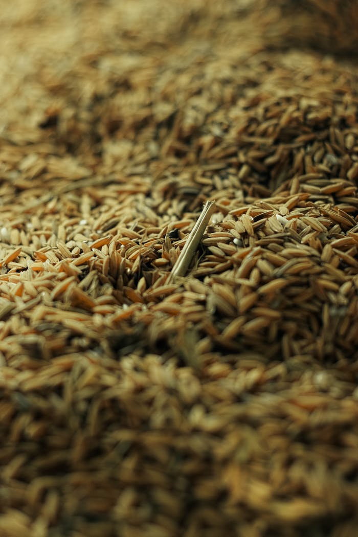 Detailed close-up of dry wheat grains, ideal for agriculture and food industry concepts.