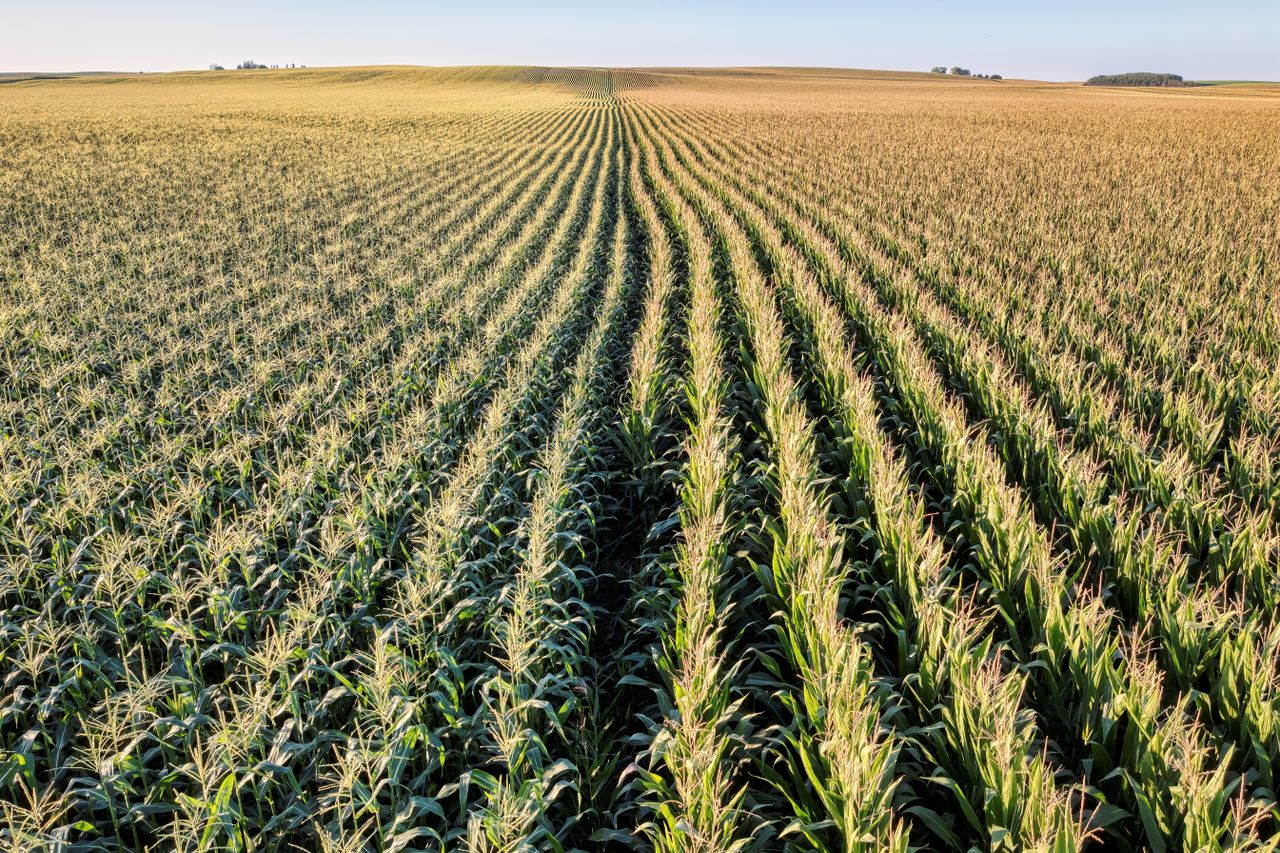 About Aerial view of a lush cornfield in Elgin, MN, showcasing agricultural prowess.