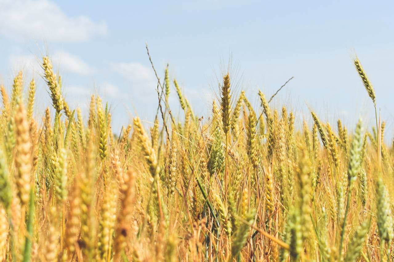 Home Lush golden wheat field under a clear sky in Edirne, Türkiye, symbolizing abundance and harvest.