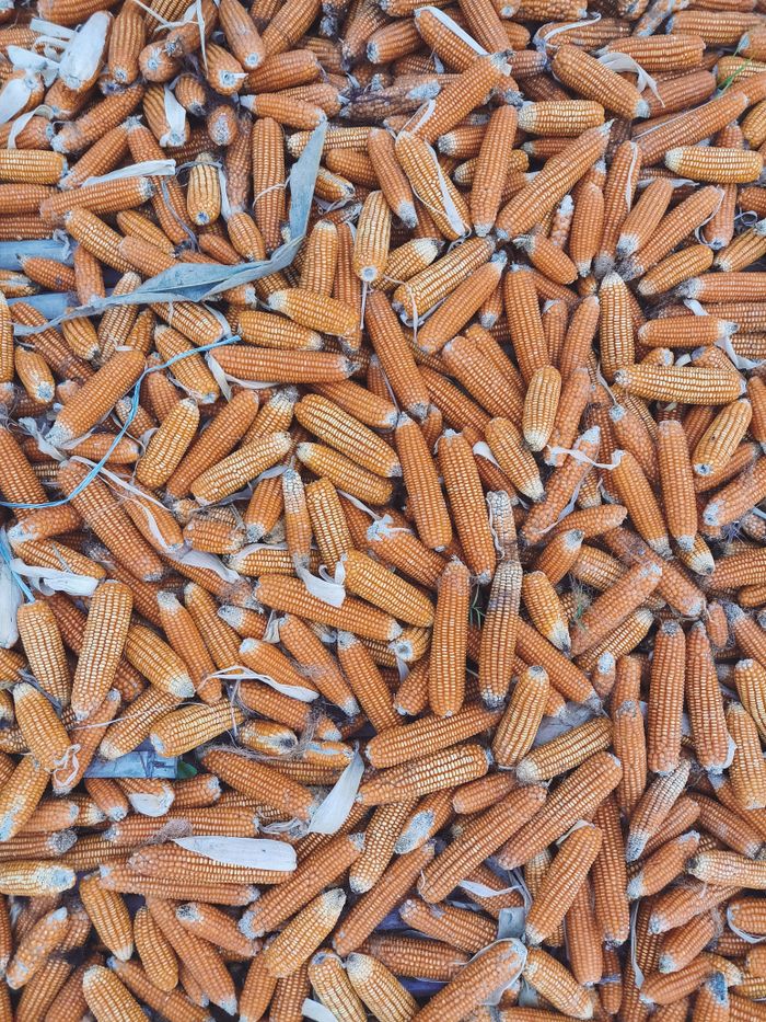 Home Dry corn cobs piled together post-harvest in Selopuro, Indonesia.