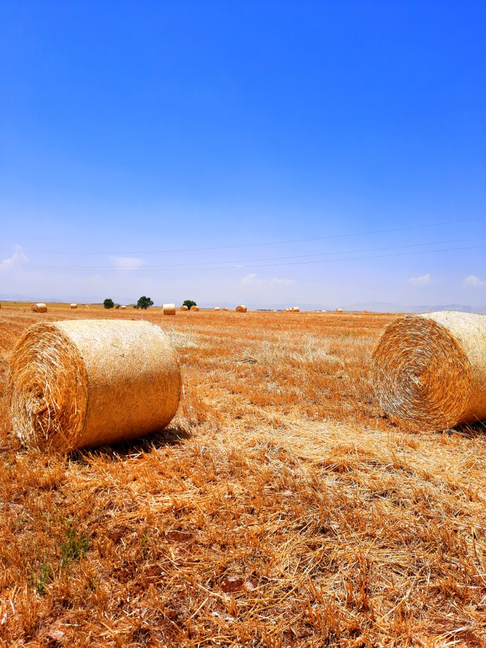 Home Vibrant countryside scene of hay bales in a sunlit field under a clear blue sky.